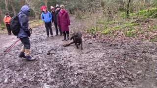 Sefton Road Ramblers on Silverdale Ramble 19/ 2/ 20 movie