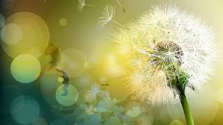 Футаж Одуванчик - Dandelion Video Background