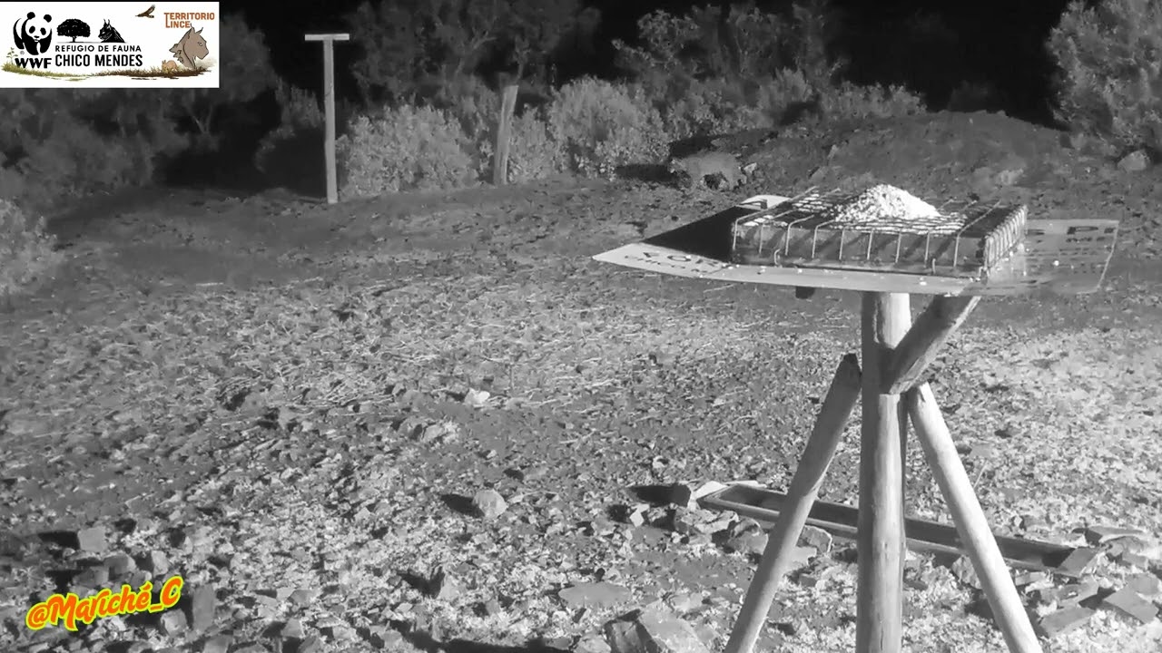 El tamborileo del conejo (Lince) - 12-02-26