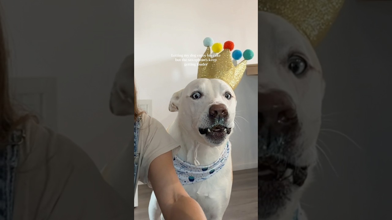 Full length YouTube video up now of his birthday! Go watch it🐶🎂#dogmom #dog #pets #puppy #doglife