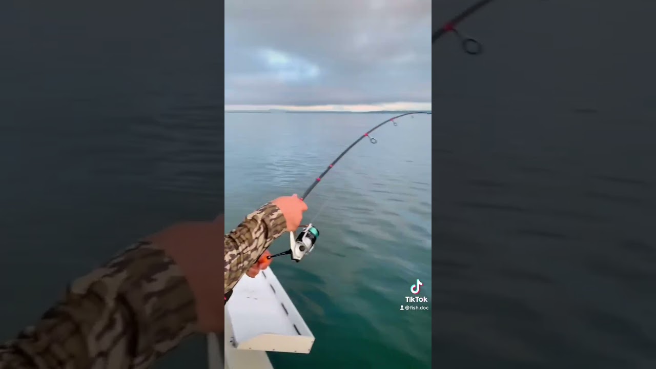 Giant fish caught on 10lb test! 