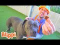 I Love Pets Song - Rescue Puppies | Blippi | Kids Learning Videos | Nursery Rhymes | ABCs And 123s