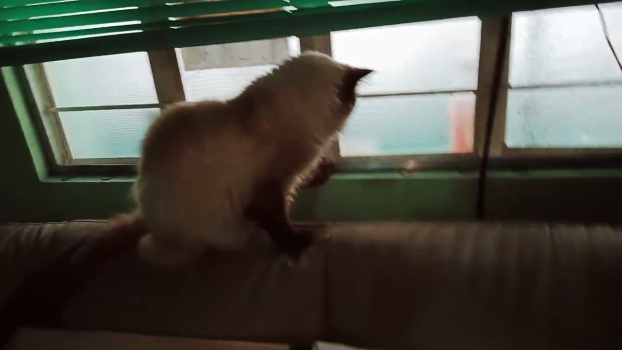 2nd time 'meow talk' of Mögen and Miinov. 🐈👑 Jan.16,26 2:53pm. 