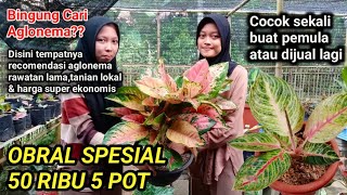 OBRAL AGLONEMA MURAH || SPESIAL 50 RIBU 5 POT