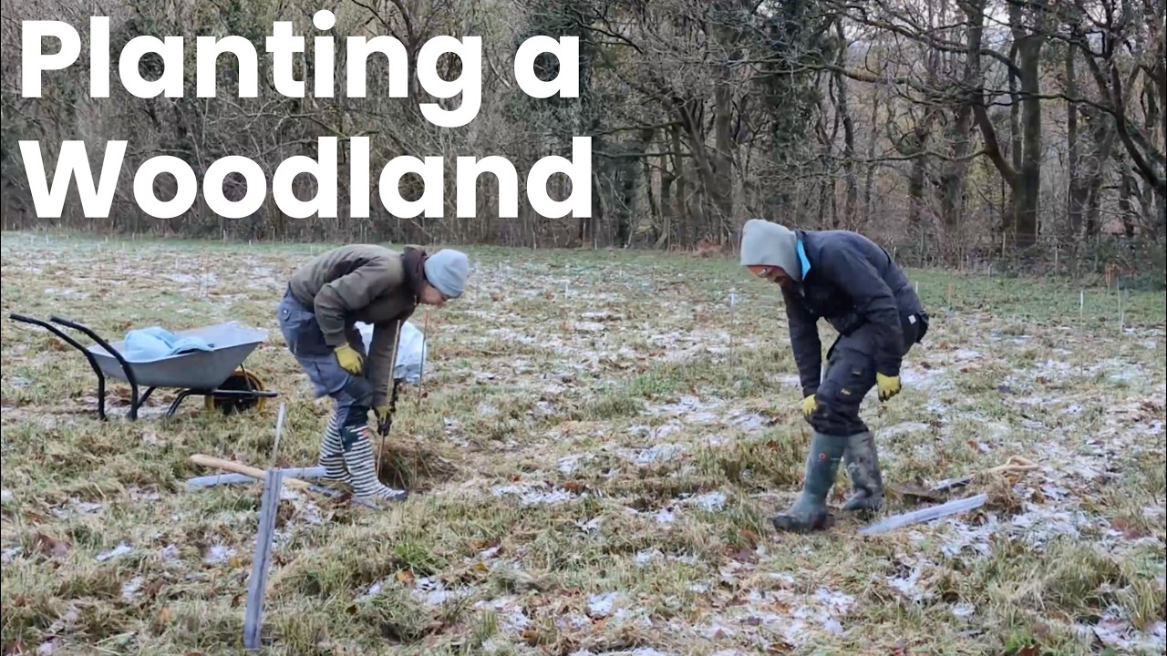 Создание леса с нуля | 1140 деревьев на нашей автономной земле в Уэльсе