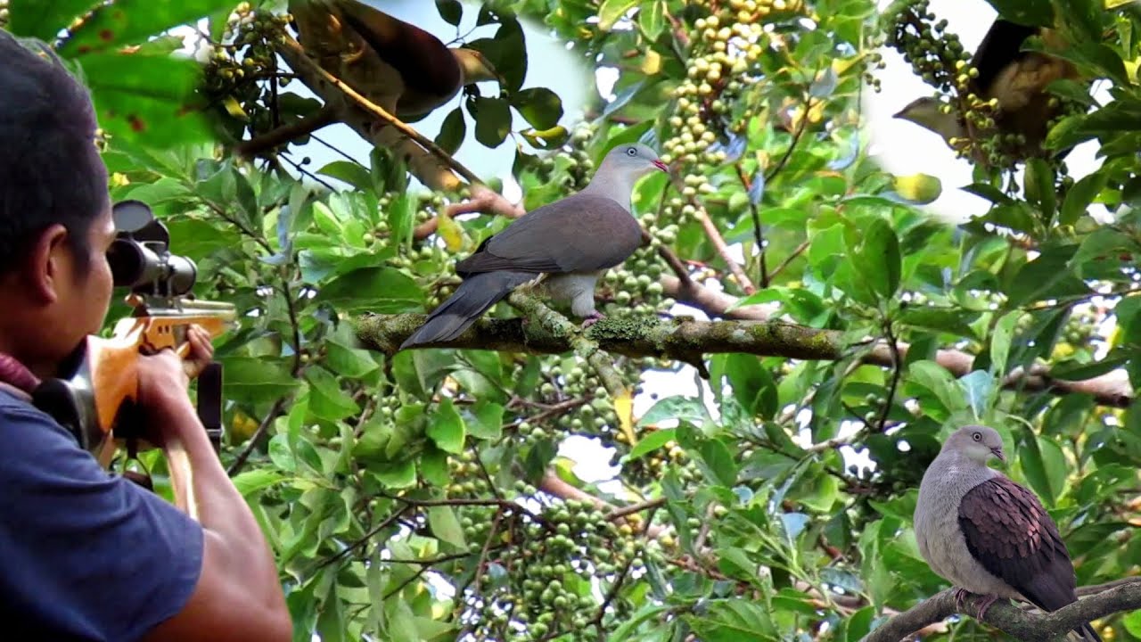 WOW‼️BERBURU BURUNG PERGAM SAAT MUSIM BUAH MEDANG👍