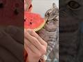 スイカを食べる猫
