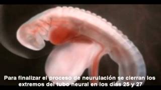 Desarrollo Embrionario 1 Y 2 Semanas Youtube