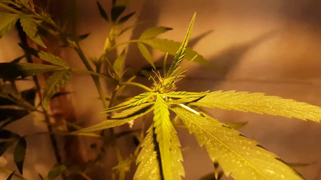 cannabis em floração