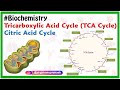 Tricarboxylic acid cycle ( TCA Cycle )  / Citric acid cycle Animation