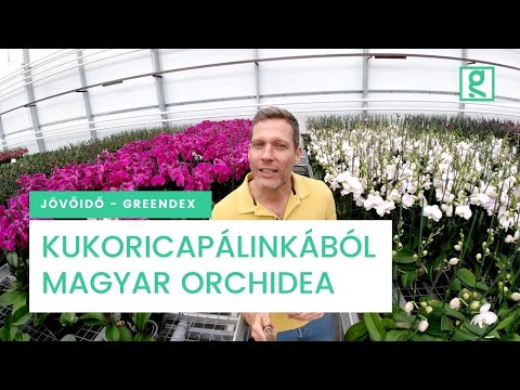 Kukoricapálinkából magyar orchidea? Körforgásos gazdaságban nem lehetetlen - Jövő idő | Greendex