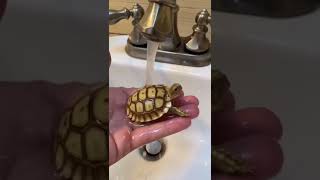 Finding Baby Tortoises 😳🐢