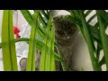 【衝撃】あみかに会えなさすぎてメンヘラになっちゃった愛猫ちゃんが取った行動とは...