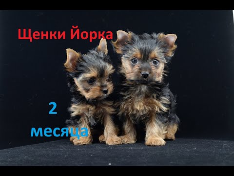 Щенки Йоркширского терьера 2 месяца