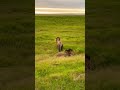 Male Lions Kill Hyena In Violent Brawl 