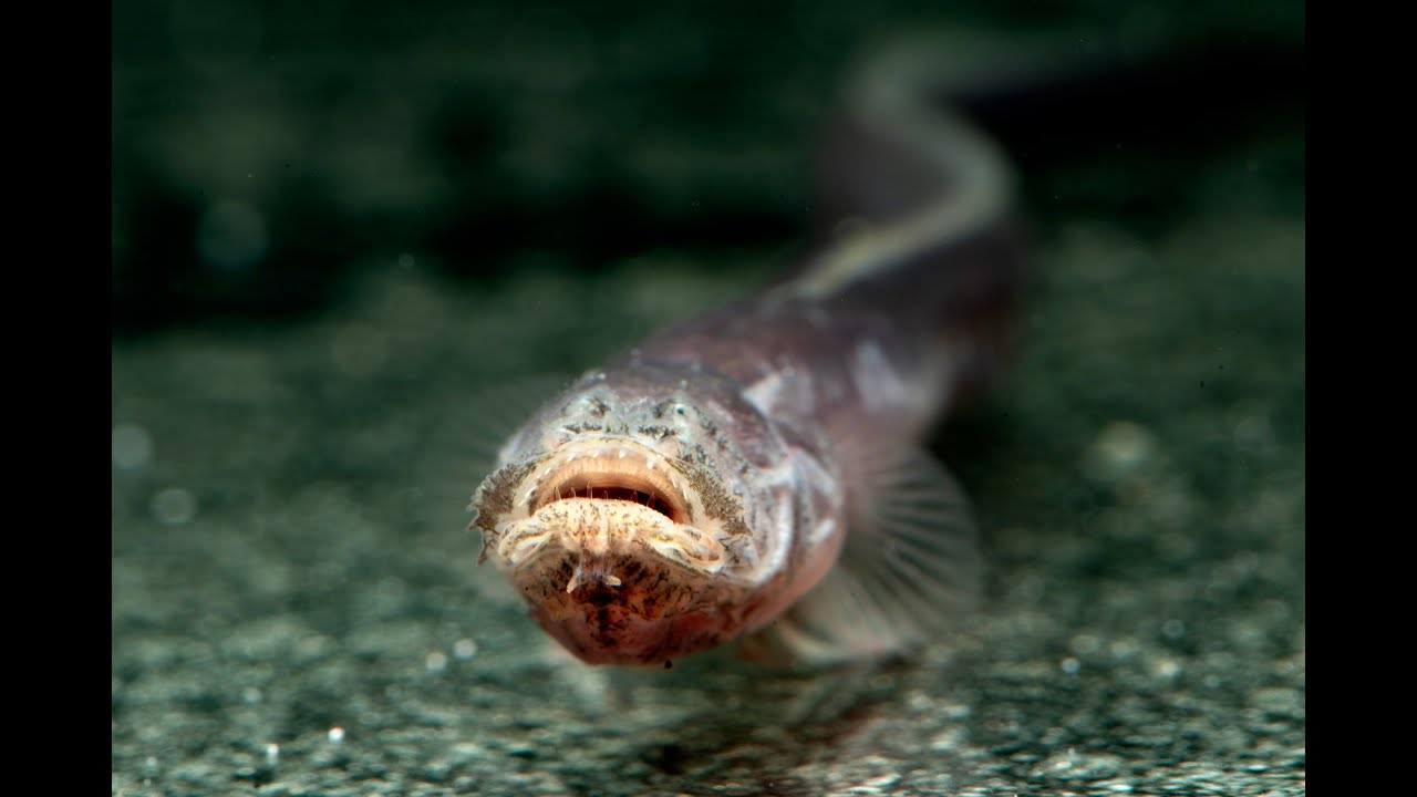 Worm of Death  Worm Goby fish found in the Northern Territory 