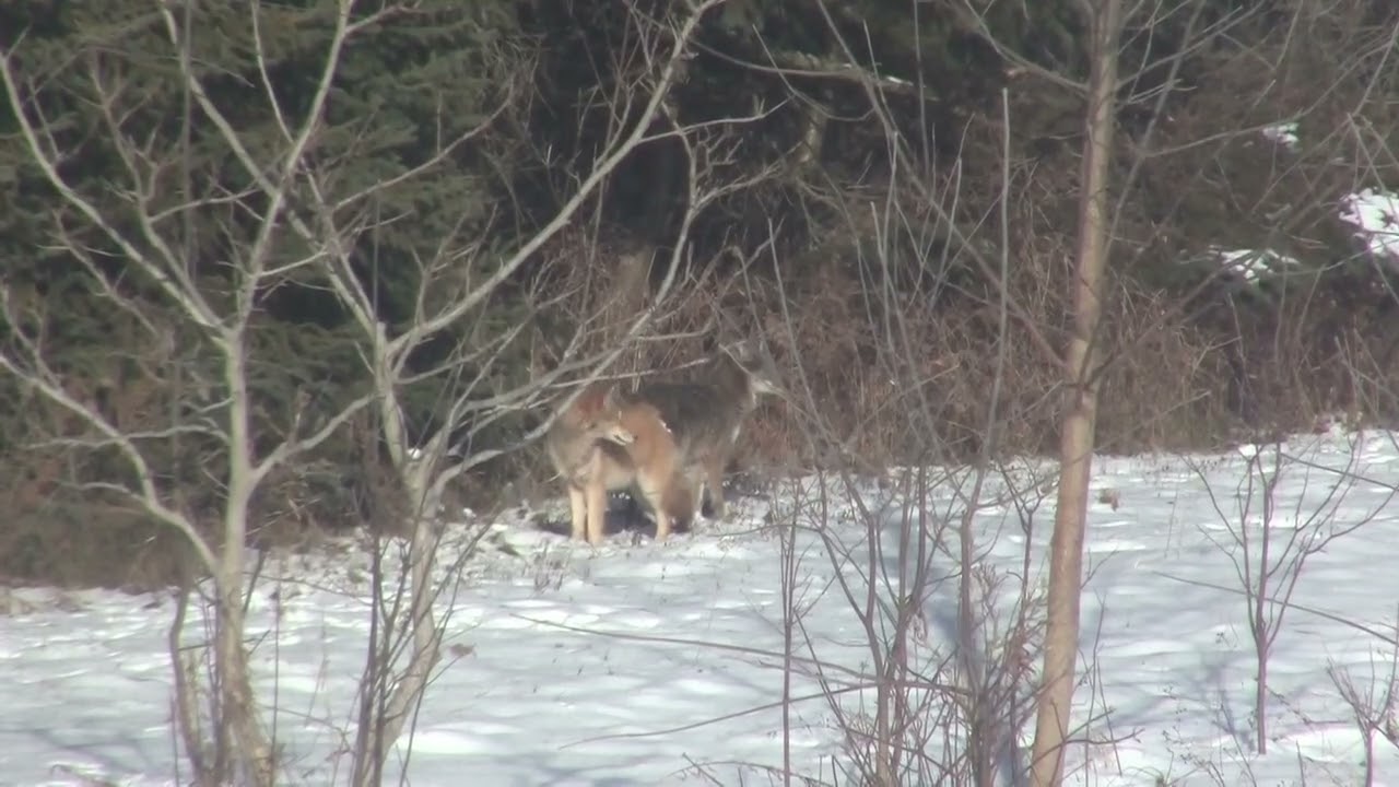 Three Coyotes Relaxing in My Back Field  Peaceful Wildlife Moment
