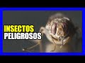 Los 10 insectos ms peligrosos del mundo