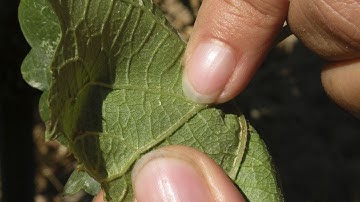 What are My Options for Managing Vine Mealybug in the Vineyard