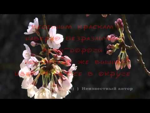 古今和歌集 / The Kokinshû. Spring Poems. Part II, 93 / Весенние песни. Сувий 2 (KKS II, 93)