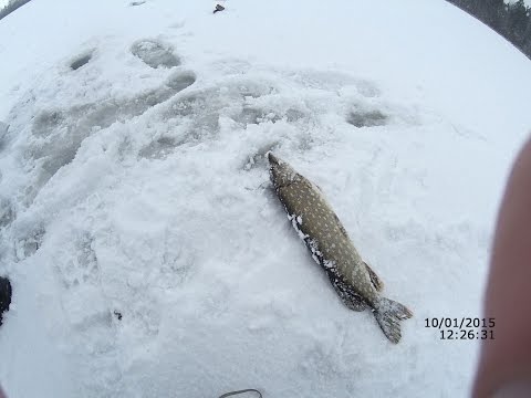 Ловля щуки на жерлицы зимой #2 (видео-отчет) Рыбалка 10 января 2015 Зима -Неглухозимье)
