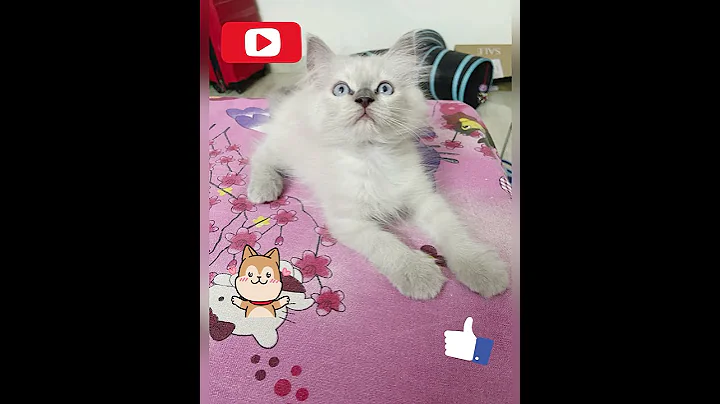 Watch the video about Himalayan Kittens for sale in Delhi WhatsApp 9654130601Triple Coated Pure Home breed only