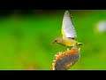 Morning Relaxing Music - Stress Relief Music, Beautiful Relaxing Music, Positive Energy, Meditation