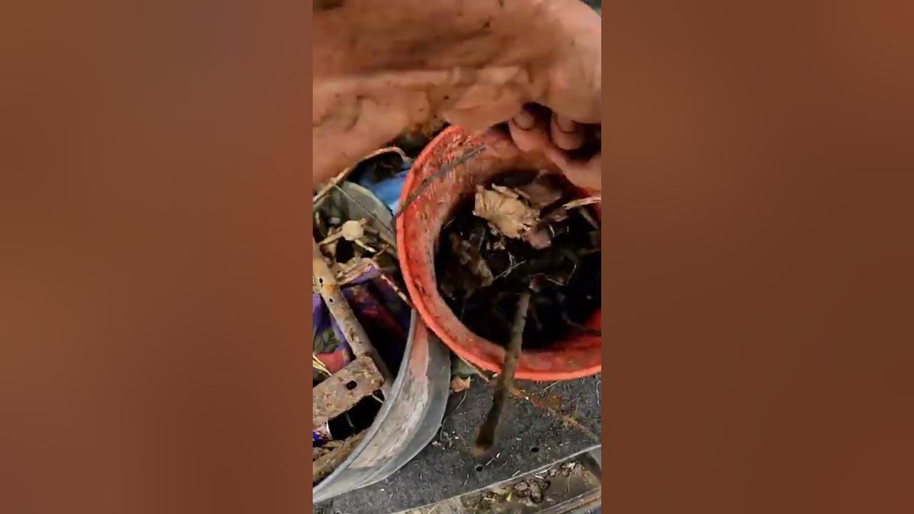 scrapyard-visit-put-money-in-thy-purse-pruyne-prine-time-magnet