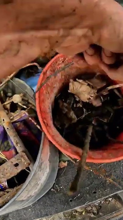 scrapyard-visit-put-money-in-thy-purse-pruyne-prine-time-magnet