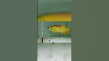 Cá Rồng Fafu Kim Long Quá Bối Mới Cập Bến Hùng Anh #cacanh #carong