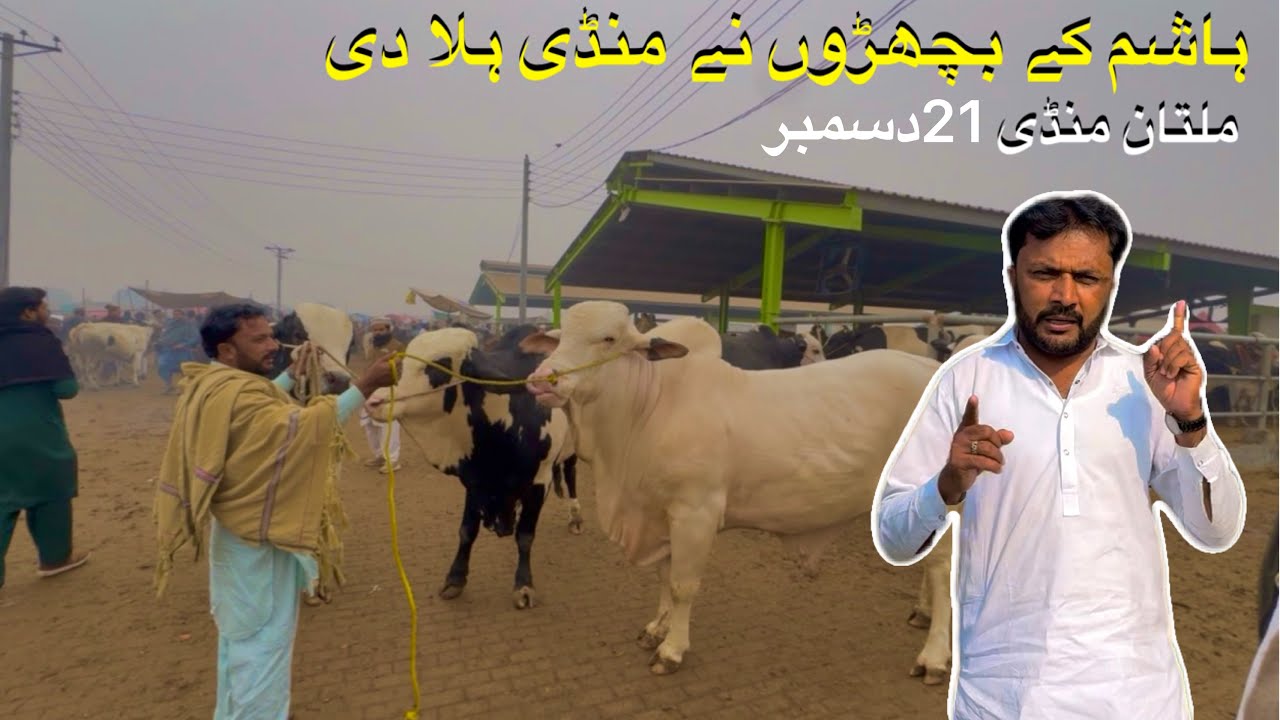 Hashim Ky Bachro Ny Mandi Hela Di😳||5Bachry||21Dec Multan Mandi||King of Multan Mandi Mahar Hashim❤️