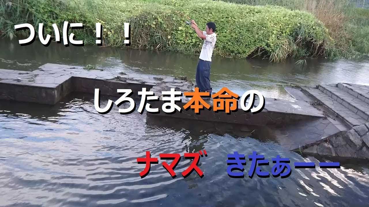 多摩川 平等川 ナマズ ついに本命 Youtube 多摩川 平等川 ナマズ ついに本命 Youtube