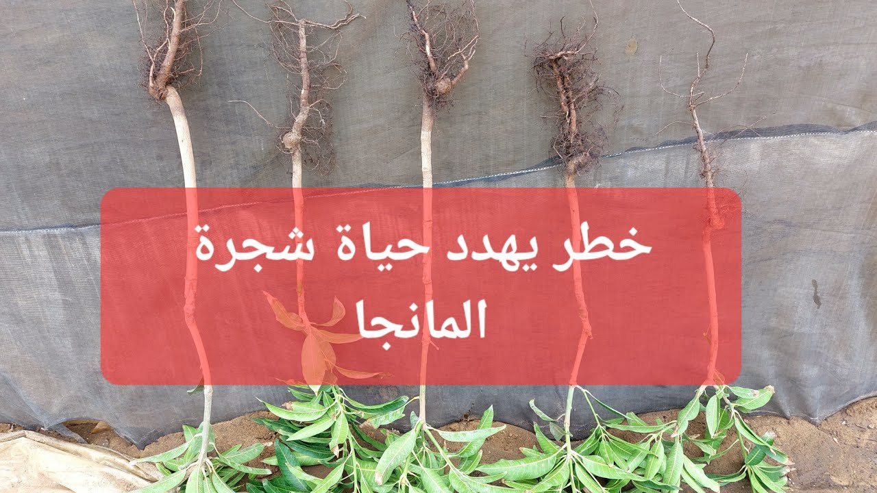 عيوب تهدد حياة شجرة المانجا | السكسفونيا _ رقبة الوزه | مانجو العرب