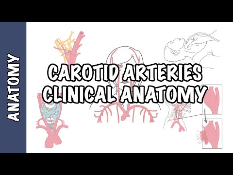 Video: Cum se scrie artera carotidă?