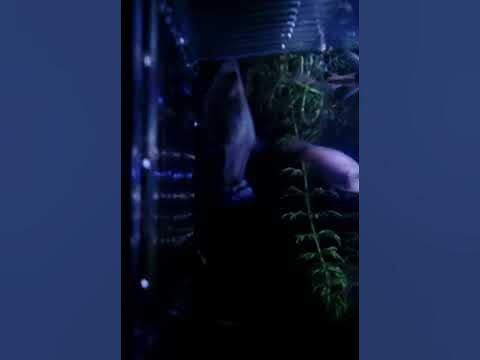 Бременна Гупа - YouTube