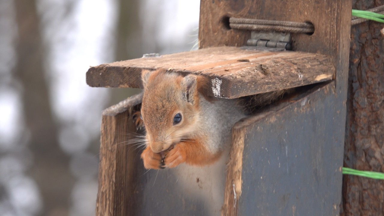 Белка и кормушка. Зарисовка / Squirrel and feeder. The sketch