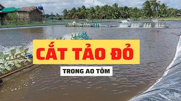 Cắt tảo đỏ trong ao nuôi tôm hiệu quả | Nguyễn Minh Quốc #58