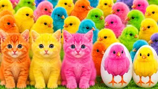 Tangkap Ayam Lucu, ayam warna warni, ayam rainbow, kelinci lucu, bebek lucu, ikan koi, Hewan Lucu