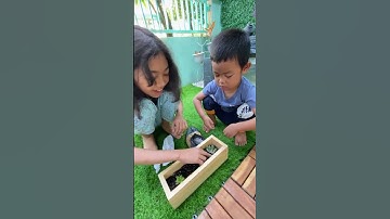 Thumbnail of Menanam kaktus