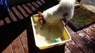 Whisper the papillon retreiving rocks out of water by Narelle Robinson 11 views 9 years ago 43 seconds