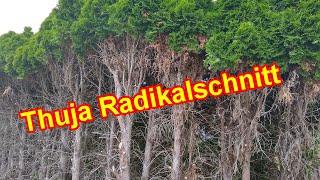 Thuja Radikalschnitt  Koniferen / Lebensbaum radikal & stark  zurckschneiden