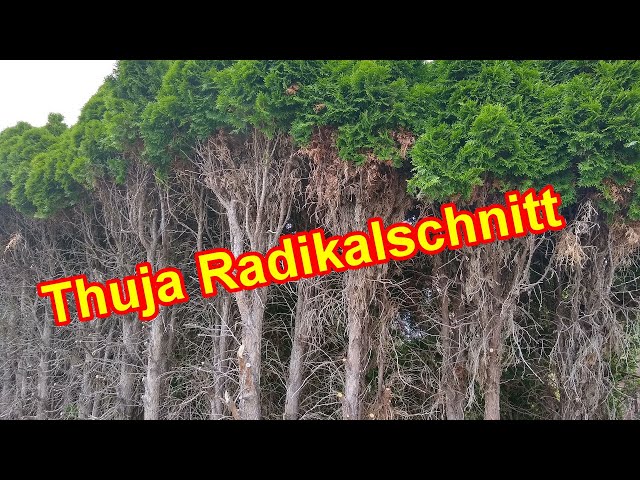 Thuja Radikalschnitt  Koniferen / Lebensbaum radikal & stark  zurckschneiden - YouTube