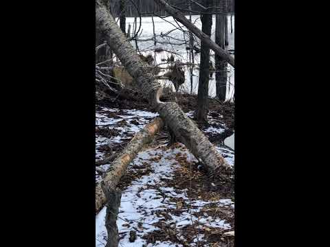 Interesting beaver activity on a tree that didn't fall as expected