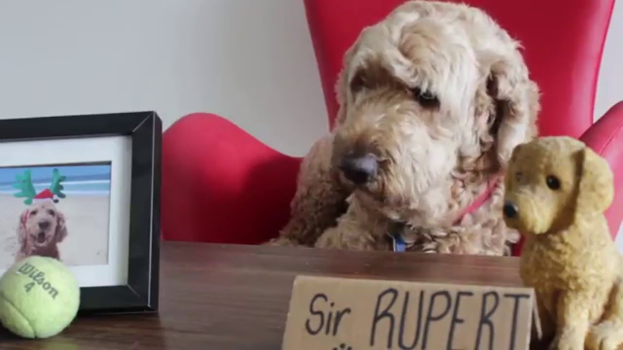 K9000 Dog Wash 2015/16 Competition WINNER: The RUFF Interview