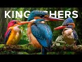 The Wonderful World of Kingfishers (All 119 Species Compared)