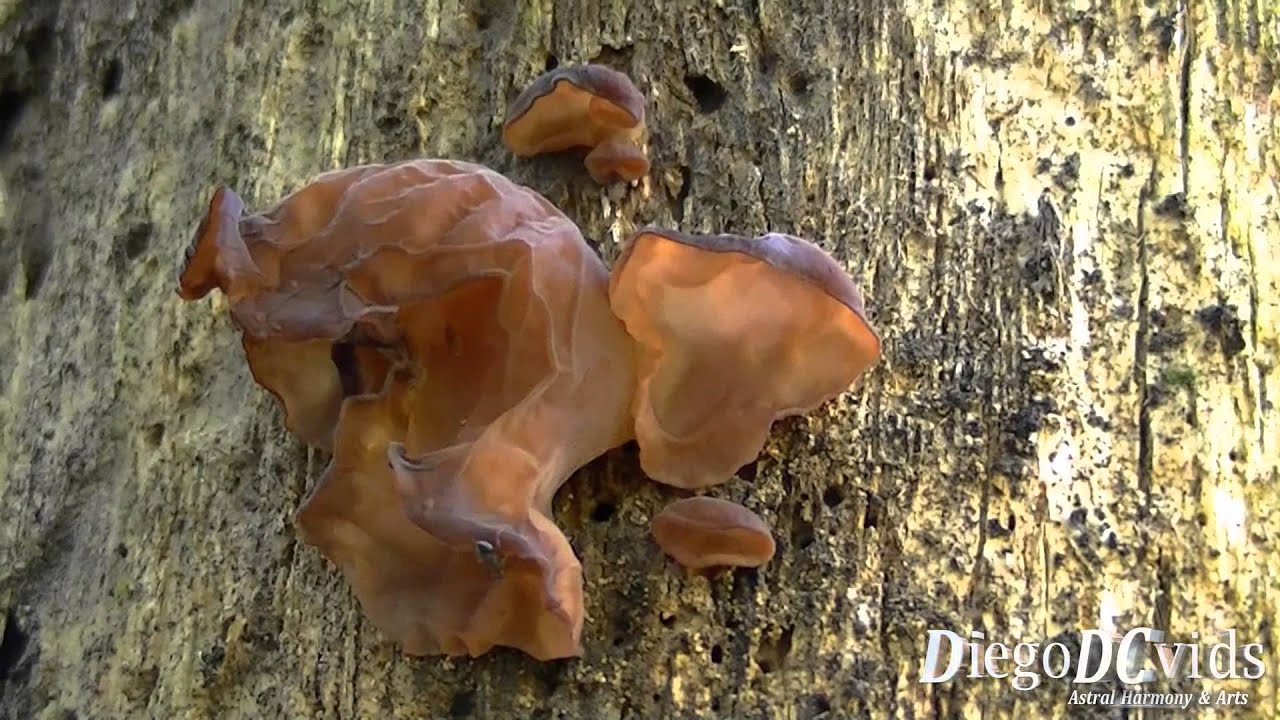 Auricularia auricula-judae - Jew's ear (Fungi) Cogumelo Orellha de Judeu