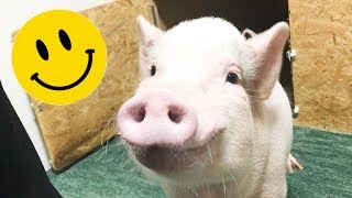 【ASMR】幸せそうに食事するミニブタ【音フェチ動画】