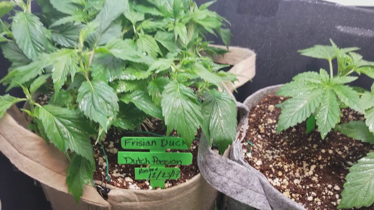 MARIJUANA GROW * Kosher Kush * Frisian Duck * La confidential *