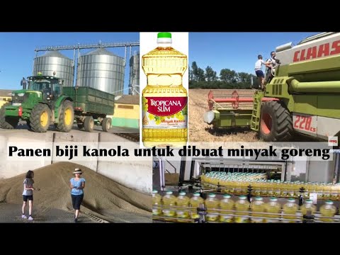 Video: Cara Menggunakan Minyak Rapeseed