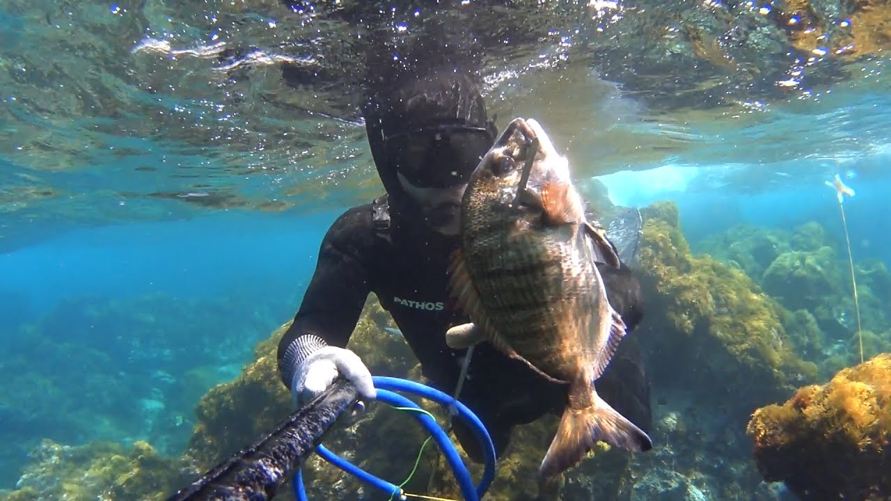 Σαργοί στα ρηχά /Spearfishing Sargos in shallow waters